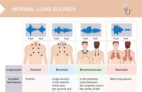 vesicular breathing sounds probably result from|Lung Sounds (Breath Sounds): Types, Causes & Treatment.